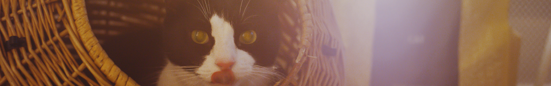 gato-opt pienso gatos alta calidad
