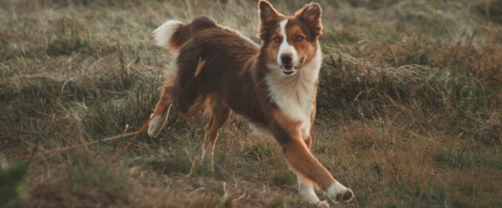 pelaje sano y brillante dieta comida perro