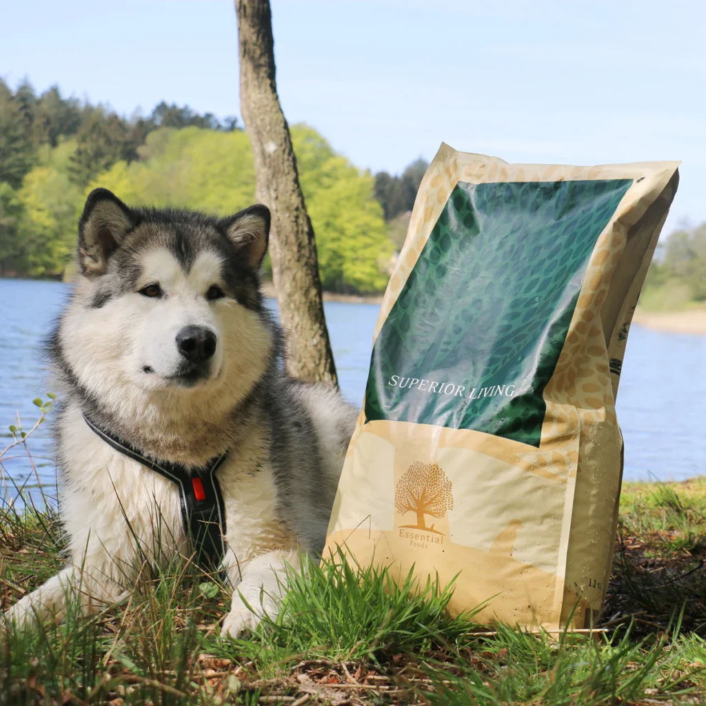 1035_ESSENTIAL-SUPERIOR-LIVING_White-dog__nordicmalamutes