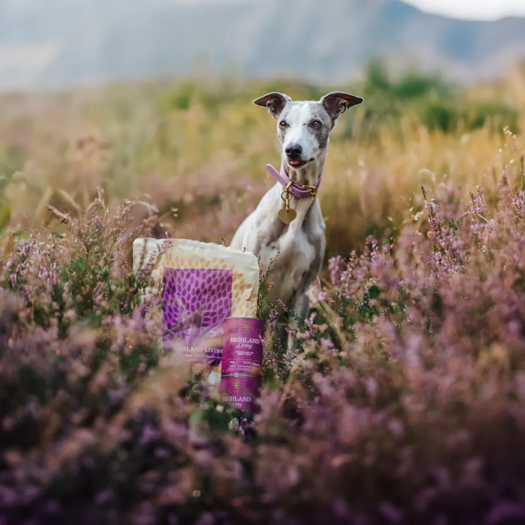 HIGHLAND-LIVING-2-_whippetvilja