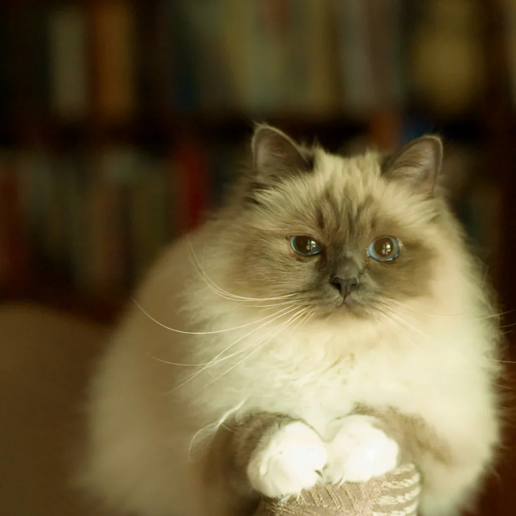 Lifestyle_Image-94_Indoor_Cat_Square_eb64ab24-0695-4bcd-a6bb-7bdbe10f0d7a