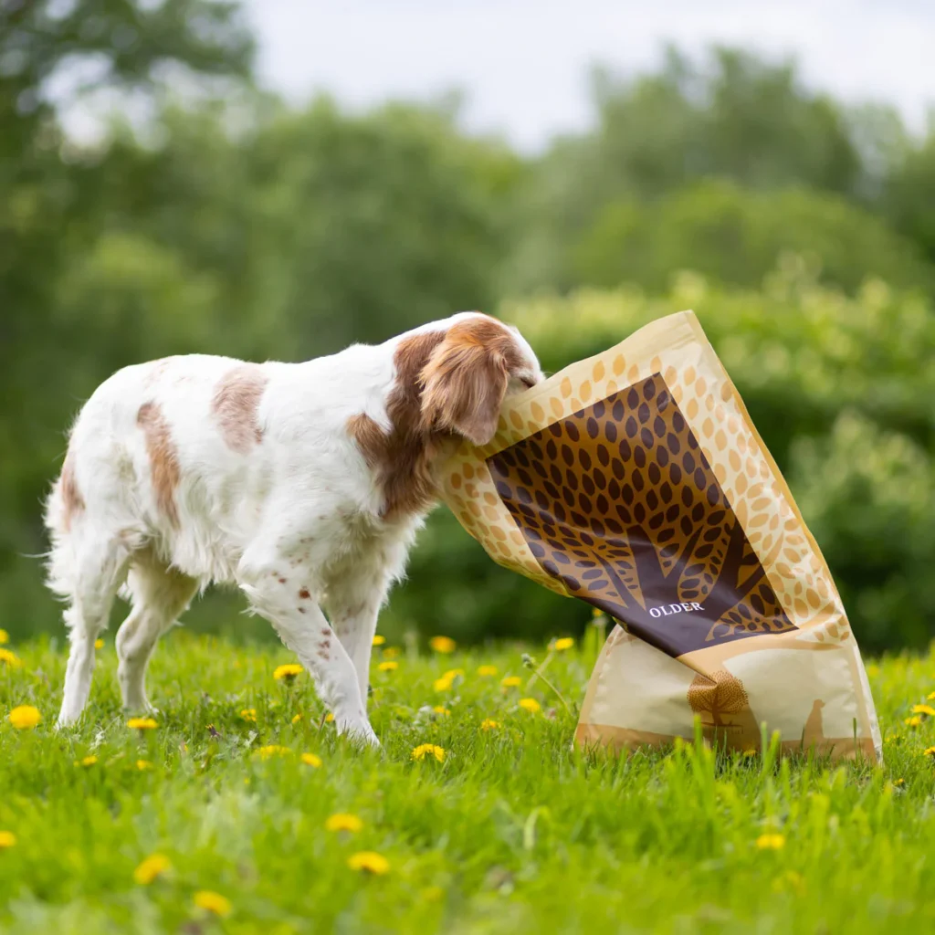 Older-_-_vilmathedog