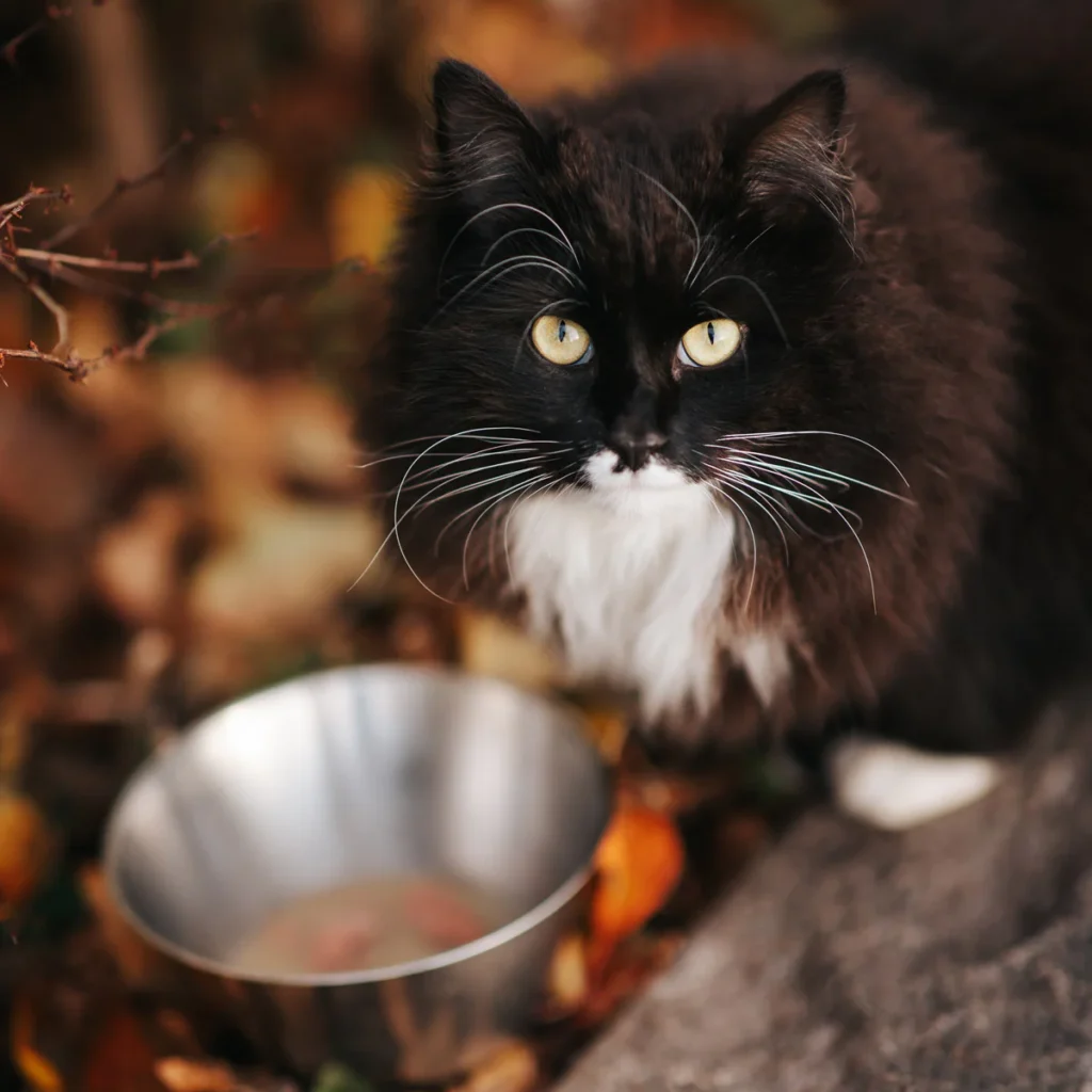 cat-1-from-_whippetvilja