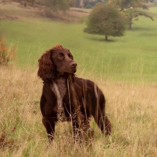 essentialfoods piensos premium alta calidad