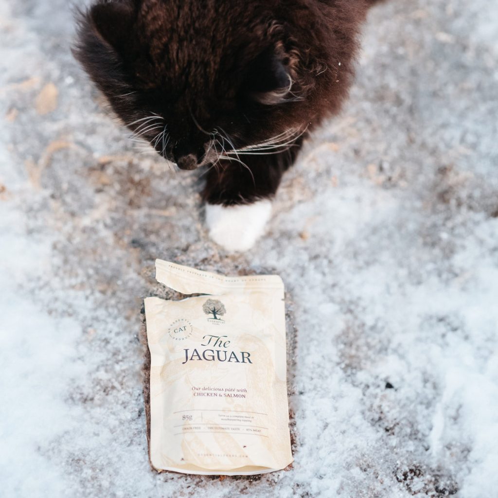 CAT-_nordicmalamutes-1