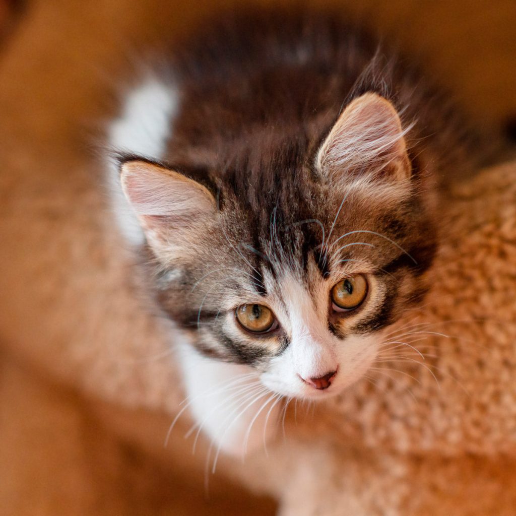 CAT-_nordicmalamutes-2