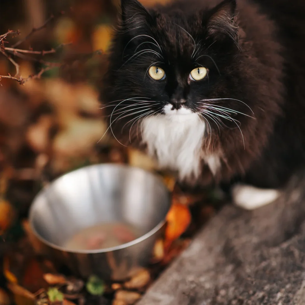 CAT-_nordicmalamutes-3_45f41a74-8aa2-48be-98e0-47681c1e331f