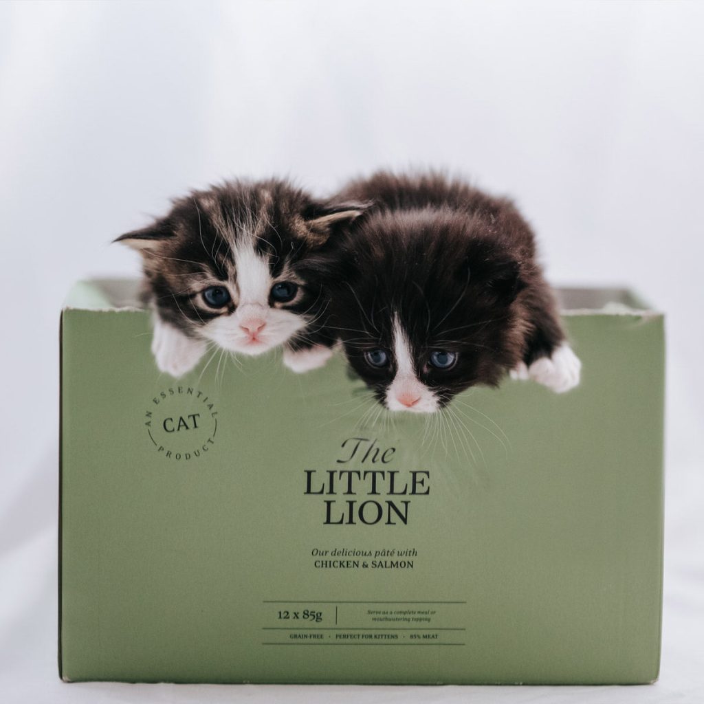 CAT-_nordicmalamutes-4