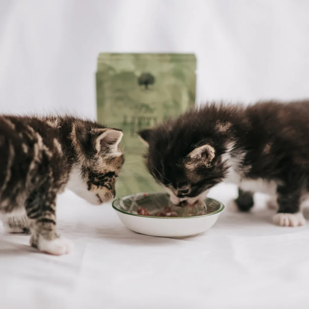 CAT-_nordicmalamutes-5