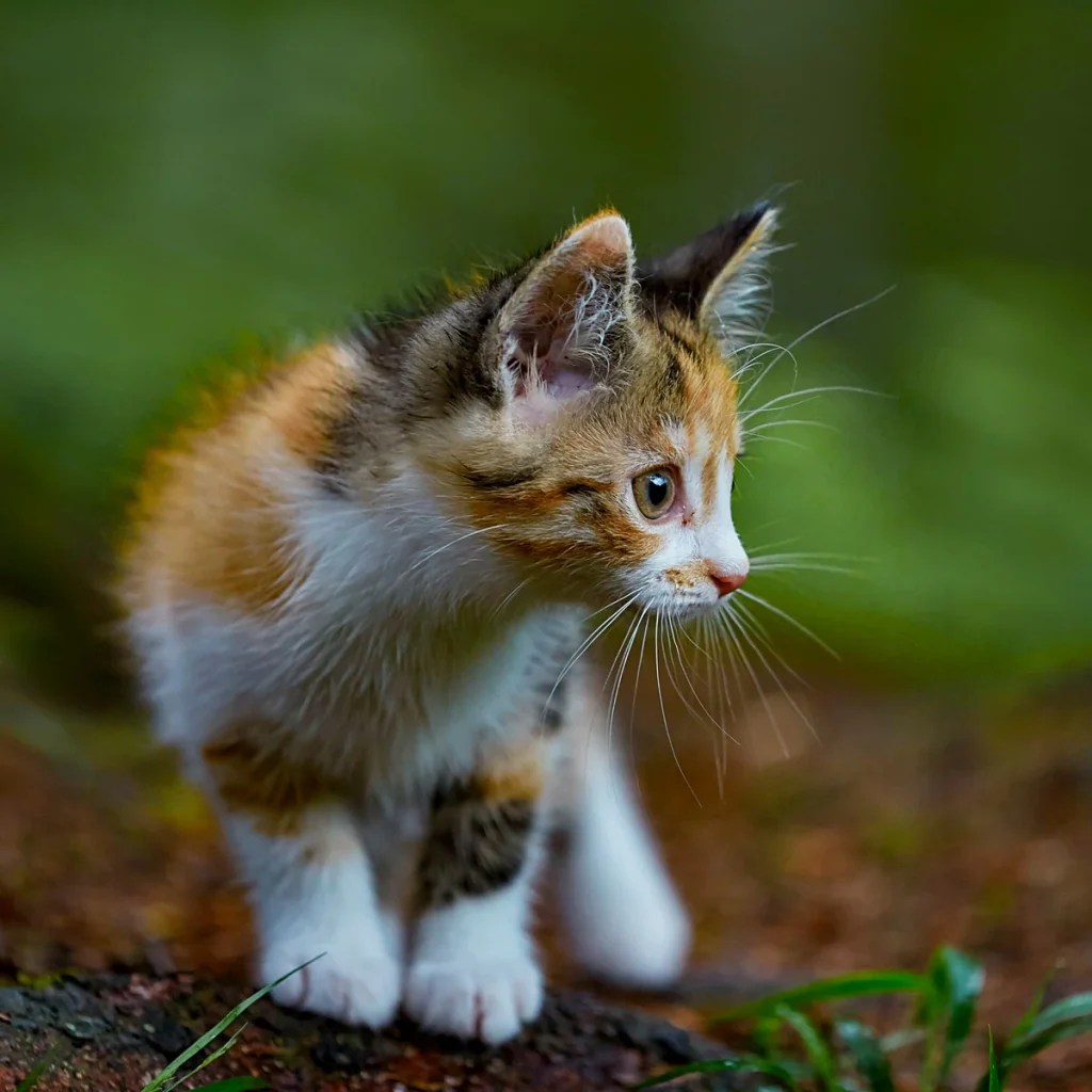 CAT-_nordicmalamutes_a7a680ee-58f4-4792-8e66-abdf8619225e