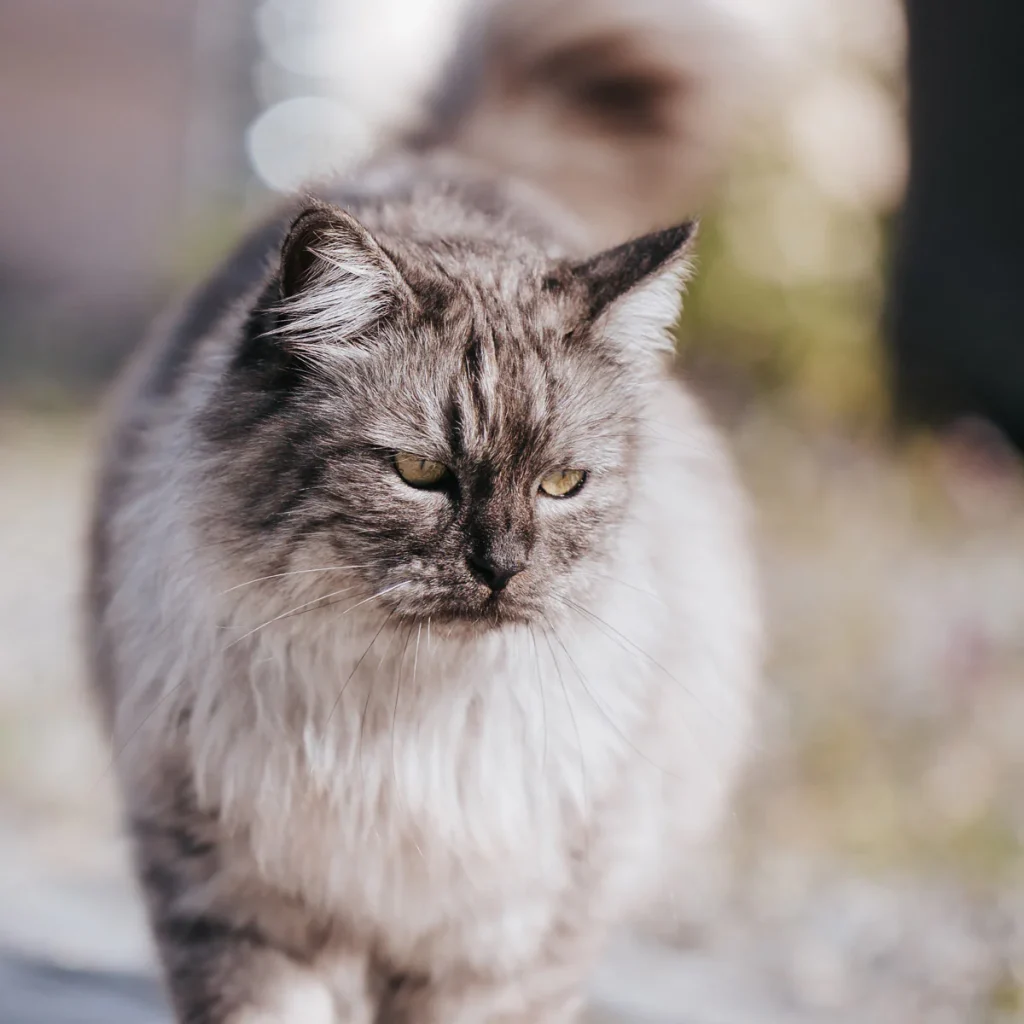 Cat-01-_whippetvilja-_1