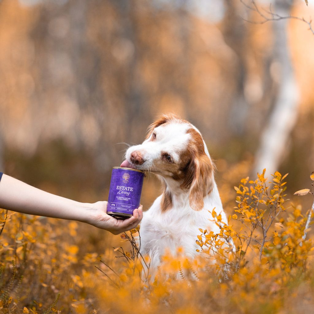 ESTATE-LIVING-_-fall-2-_vloggingpaws