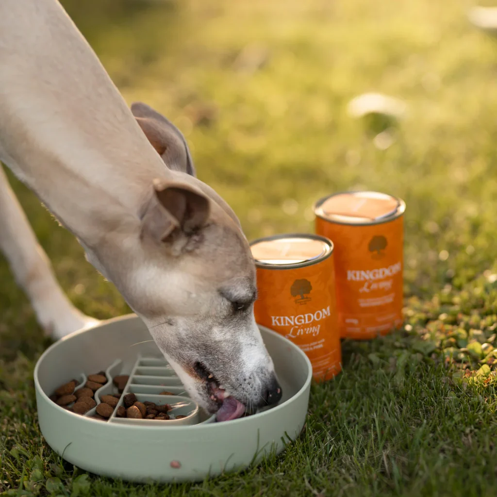 Kingdom-Living_-sommer-2-_miles_whippet