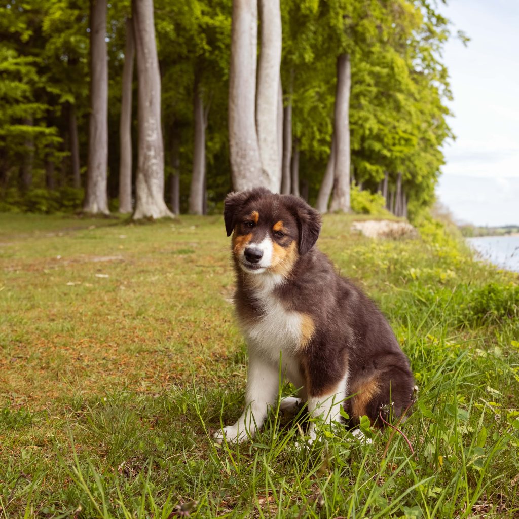 Lifestyle_Image-71_Puppy_by_the_sea_Square_Lowres