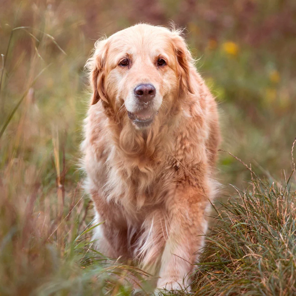 Portrait_Older_ccf98a16-e967-4f52-8987-ffc47be74f40