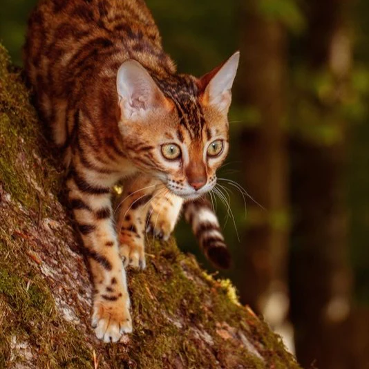 portrait_cat_a2db33fc-da1b-43ec-b7bf-5e6f0ceda473