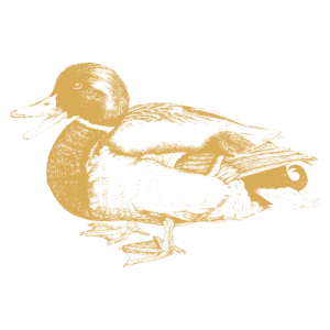 Pato criado en libertad