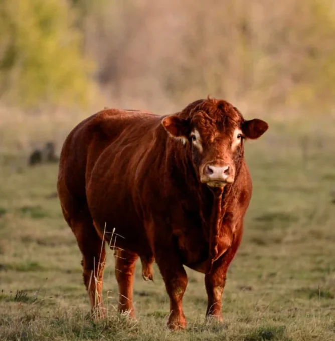 Angus_beef_istock_685f74f7-3bf3-4072-aba3-62de1a43ef6f