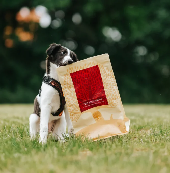 Beginning_4_viljawhippet