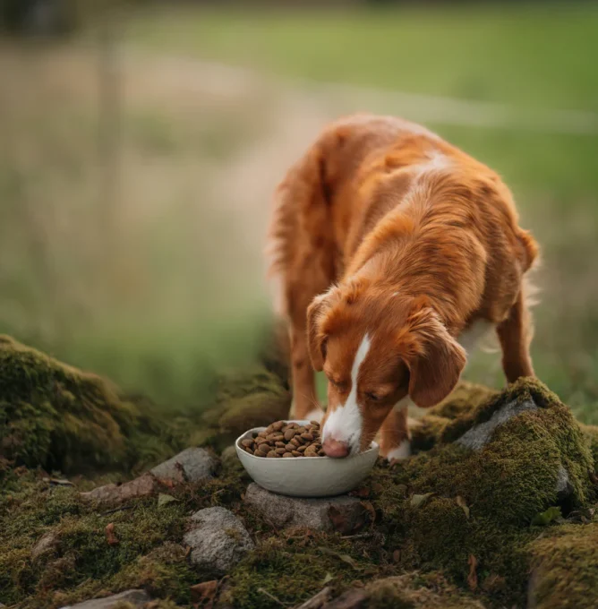 EternalLiving_2_tollernikki_39c75cf4-c8db-47ee-aacb-cc8f635dfa59