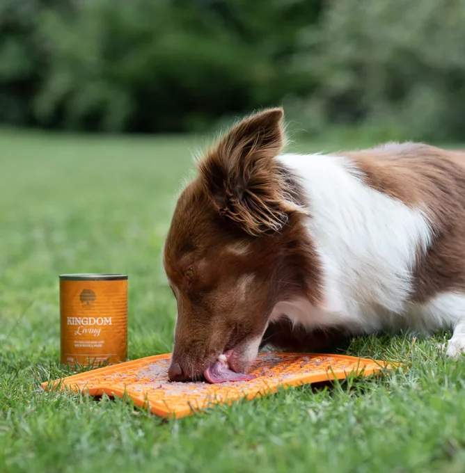 Kingdom-_bordercollie_girlpower