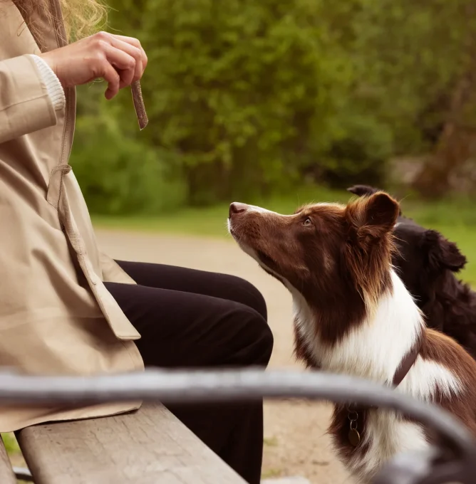 Lifestyle-Image-61_Woman-and-dogs-snacking_Original-format_Highres_edit
