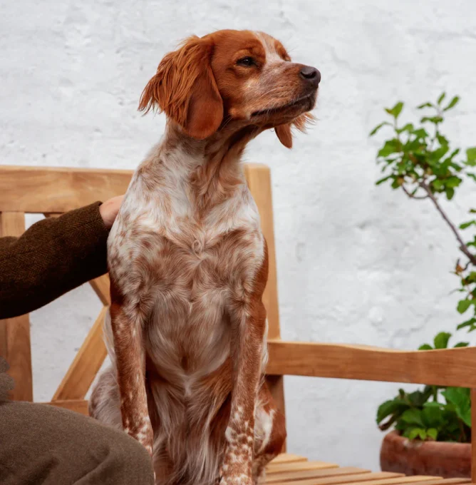 Lifestyle-Image-94_Dog_Original-format_Highres