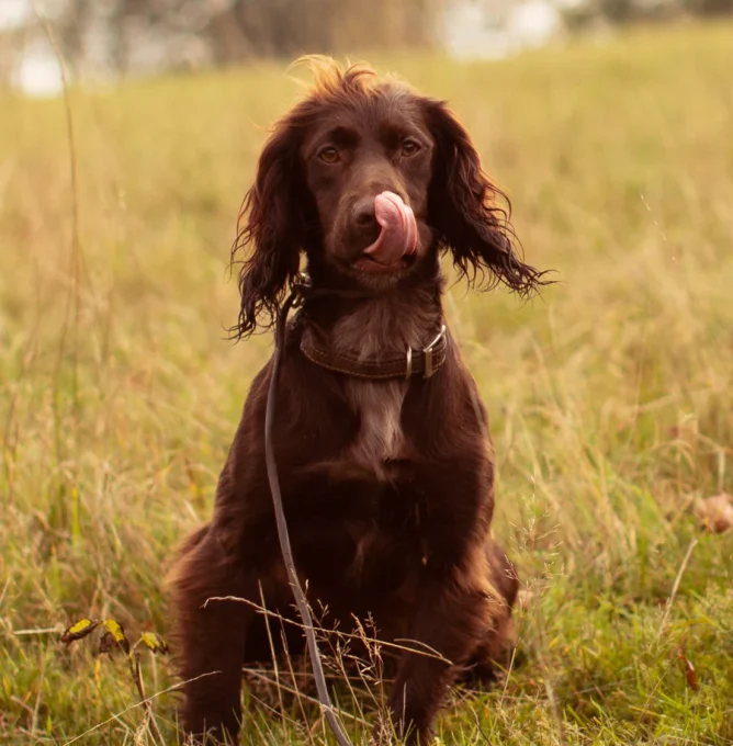 Lifestyle_Image-32_Brown_dog_sitting_on_hillside_Original_format_Highres