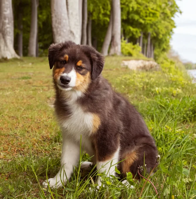 Lifestyle_Image-71_Puppy_by_the_sea_Original_format_Highres_1