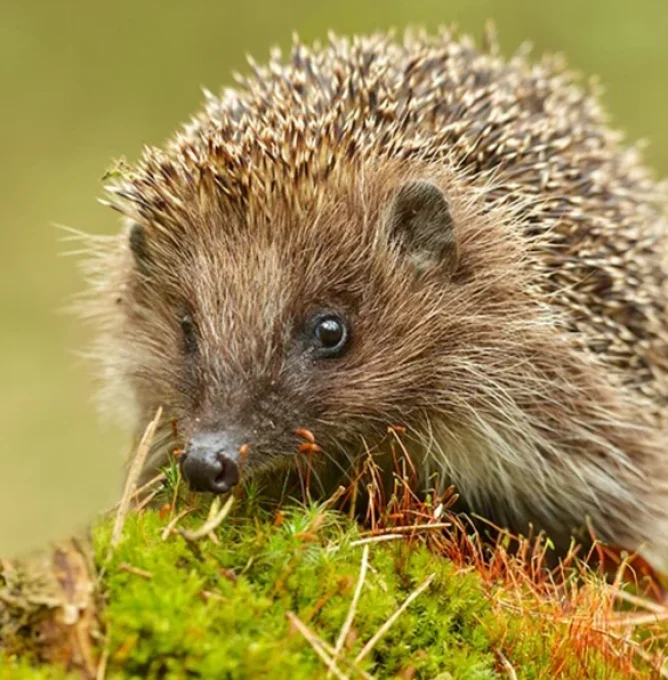 Skaermbillede_2025-02-05_kl._22.03.11