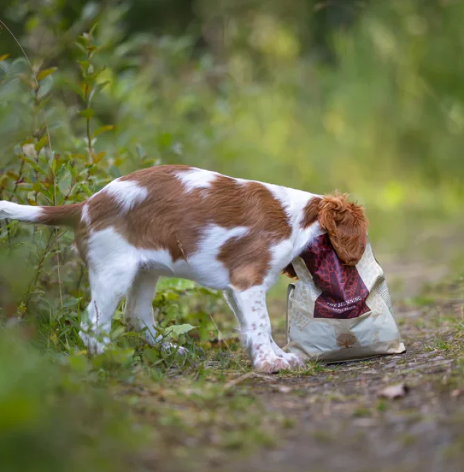 The_Beginning_4_vilmathedog