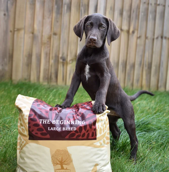 the_beginning__Southcoastspaniels